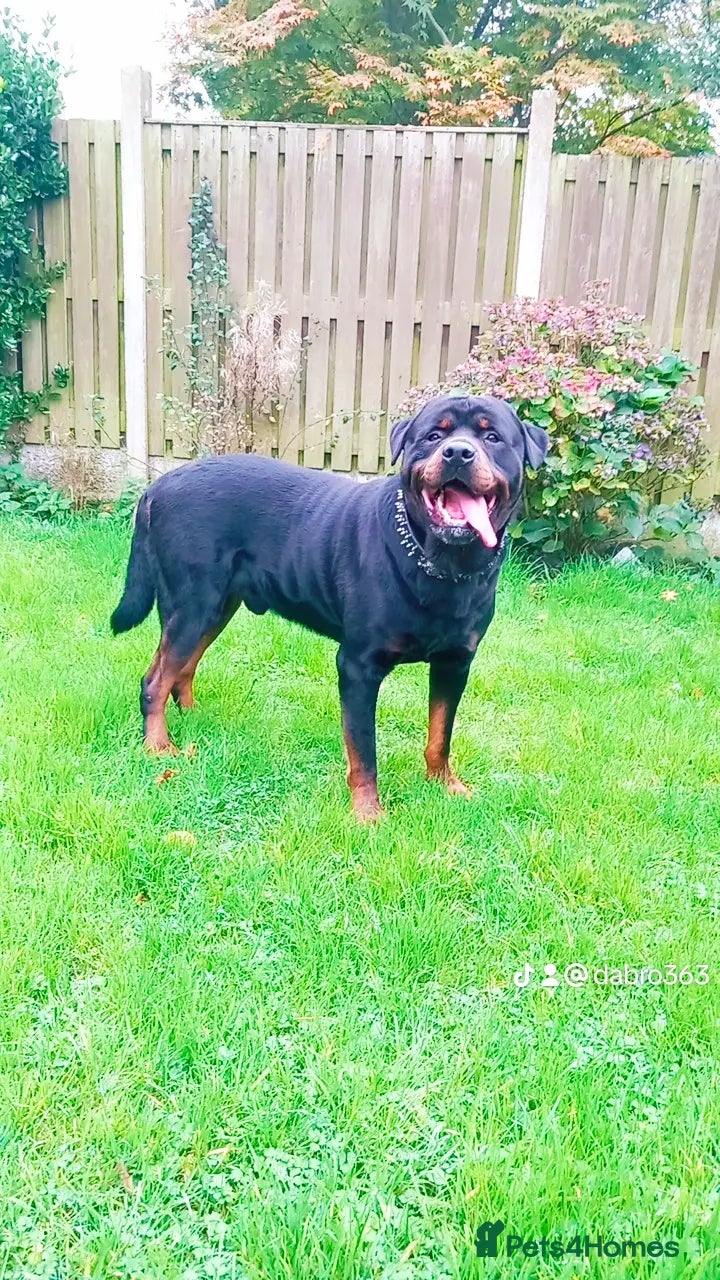 Rottweiler dogs Male rottweiler stud in Liverpool - Advert 1