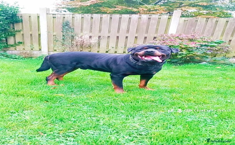 Rottweiler dogs in Liverpool - Advert 8