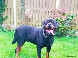 Rottweiler dogs Male rottweiler stud in Liverpool - Advert 13