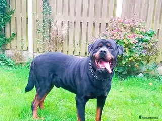 Rottweiler dogs Male rottweiler stud - Advert 3