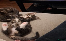 Mixed Breed cats for sale: Gorgeous kittens looking for their forever home.  - Advert 10