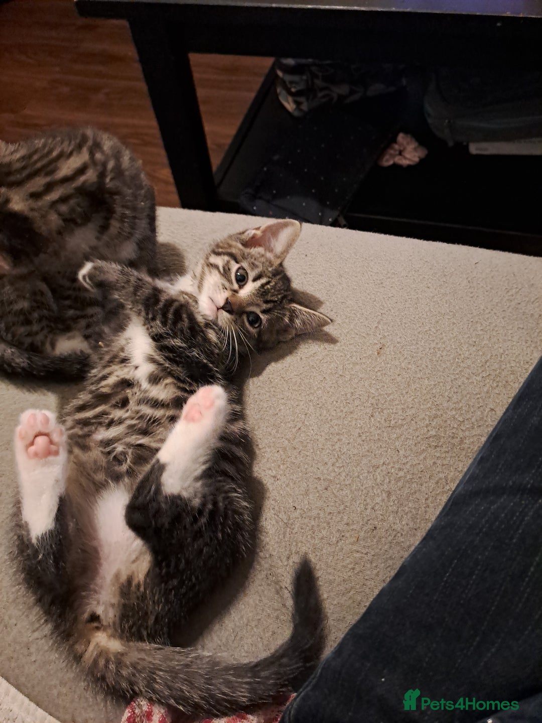 Mixed Breed cats for sale: Gorgeous kittens looking for their forever home.  - Advert 10