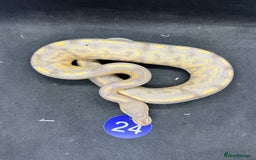 Python Snake reptiles for sale: Royal pythons from £20 - Image 12