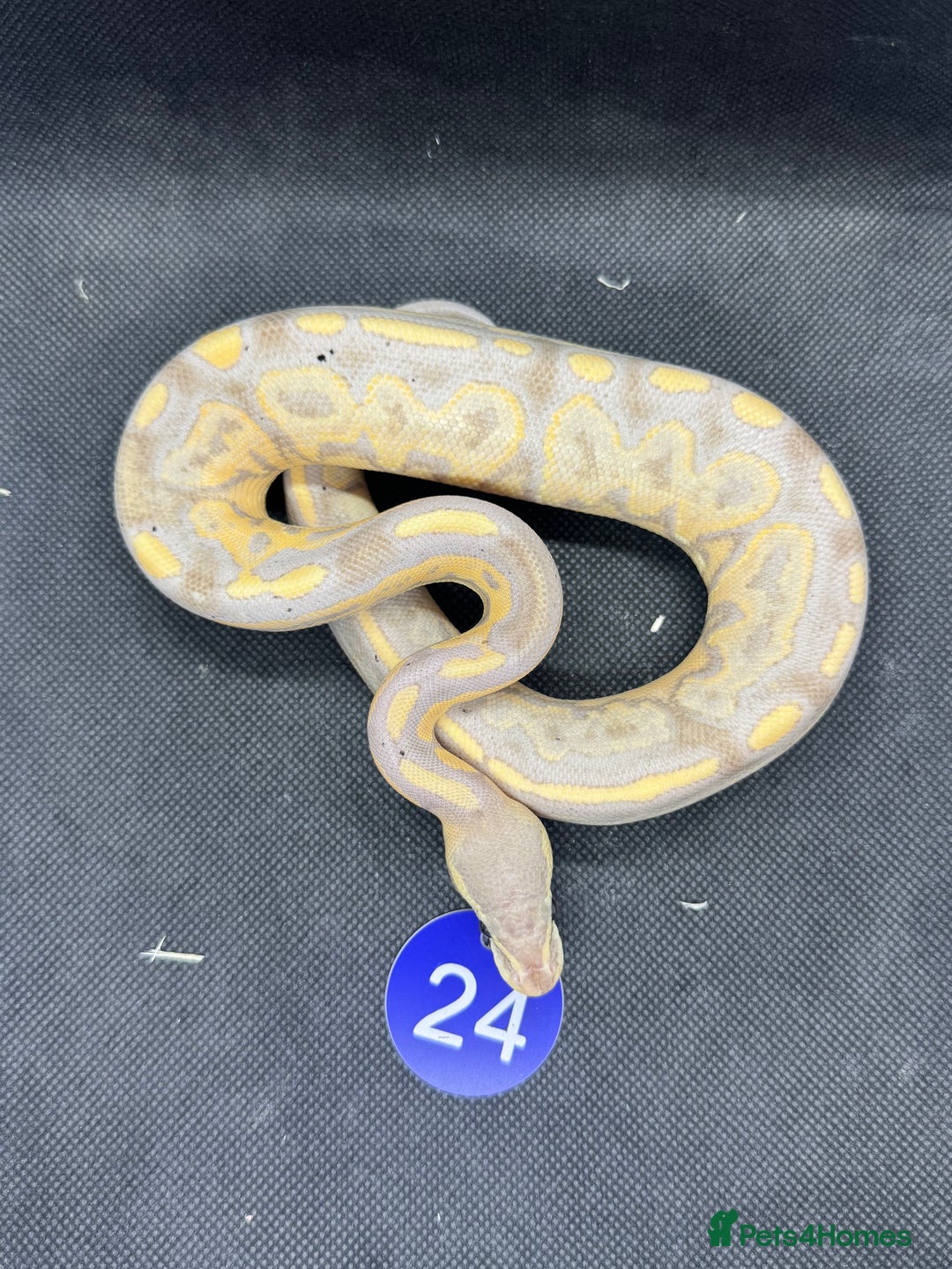 Python Snake reptiles for sale: Royal pythons from £20 - Image 12