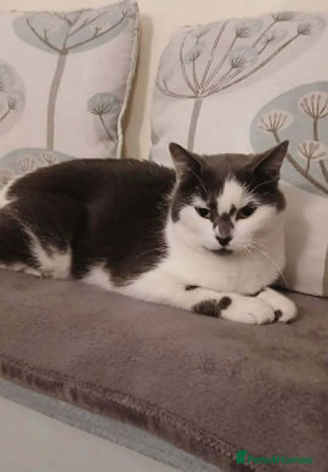 Mixed Breed cats for adoption: Judy. - Advert 12