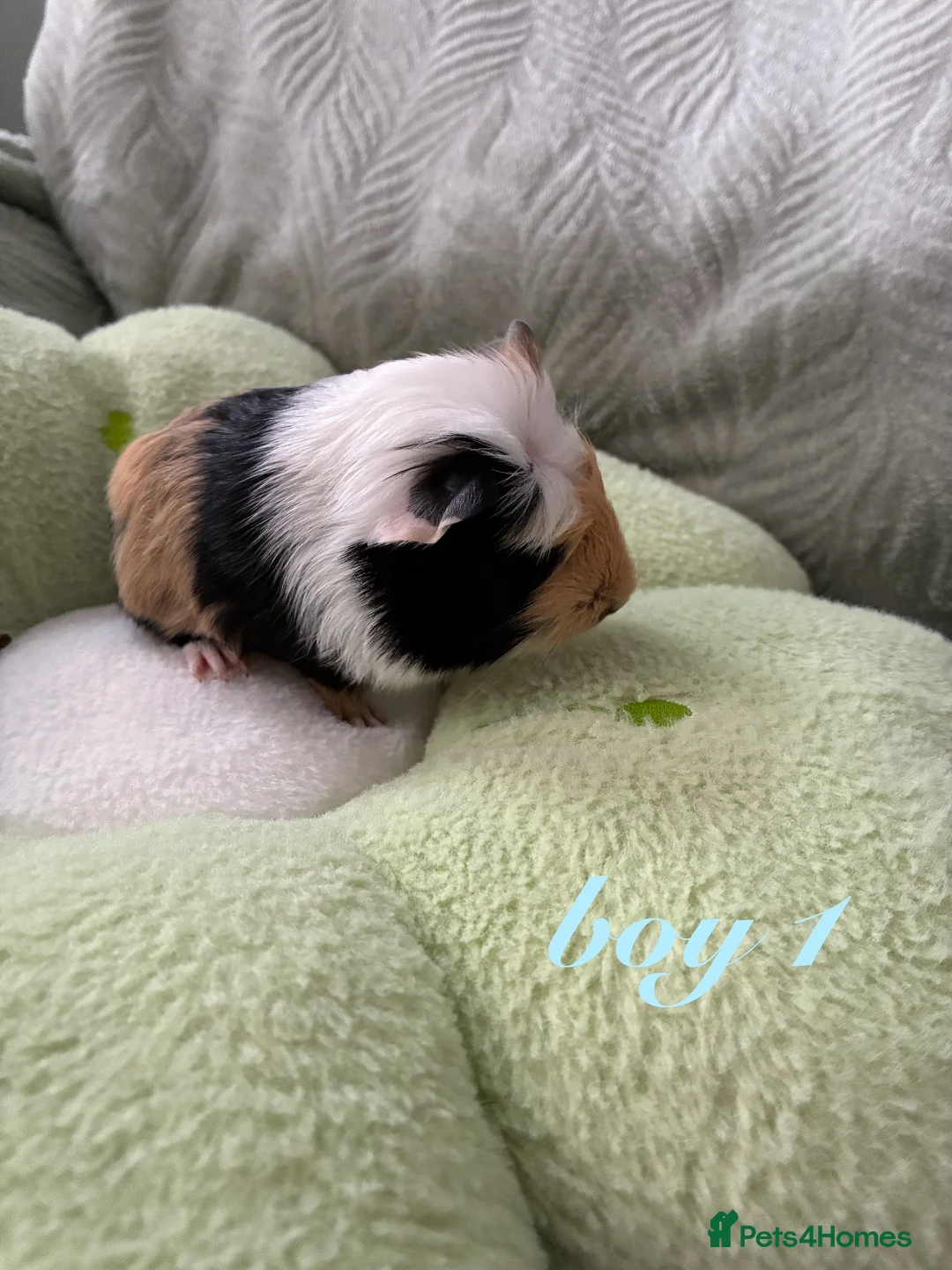 Guinea Pig rodents for sale: Adorable baby guinea pigs for sale! - Advert 2
