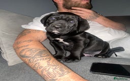 Cane Corso dogs for sale: 2 big cane Corso girls left ! Ready to go now  - Advert 15