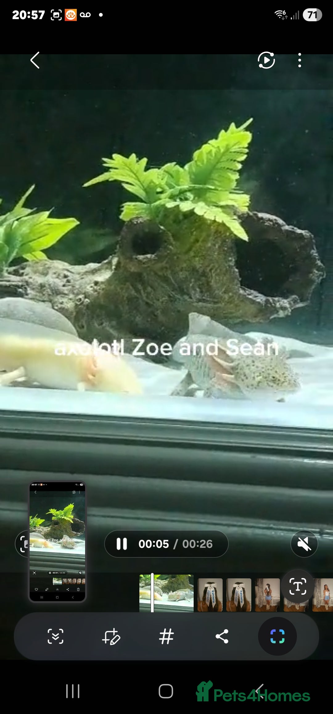 Axolotl reptiles Axolotl male and female  - Advert 2