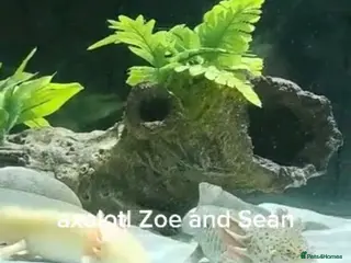 Axolotl reptiles Axolotl male and female - Advert 1