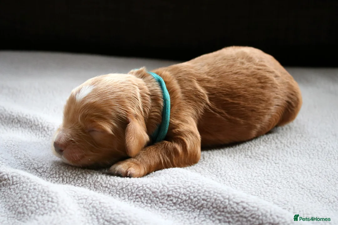 Cockapoo dogs for sale: Cockapoo Puppies for sale in Brighton - Advert 23