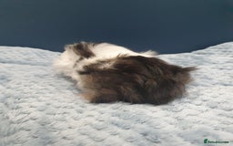 Guinea Pig rodents for sale: Absolutely Stunning Baby Boars  - Image 8