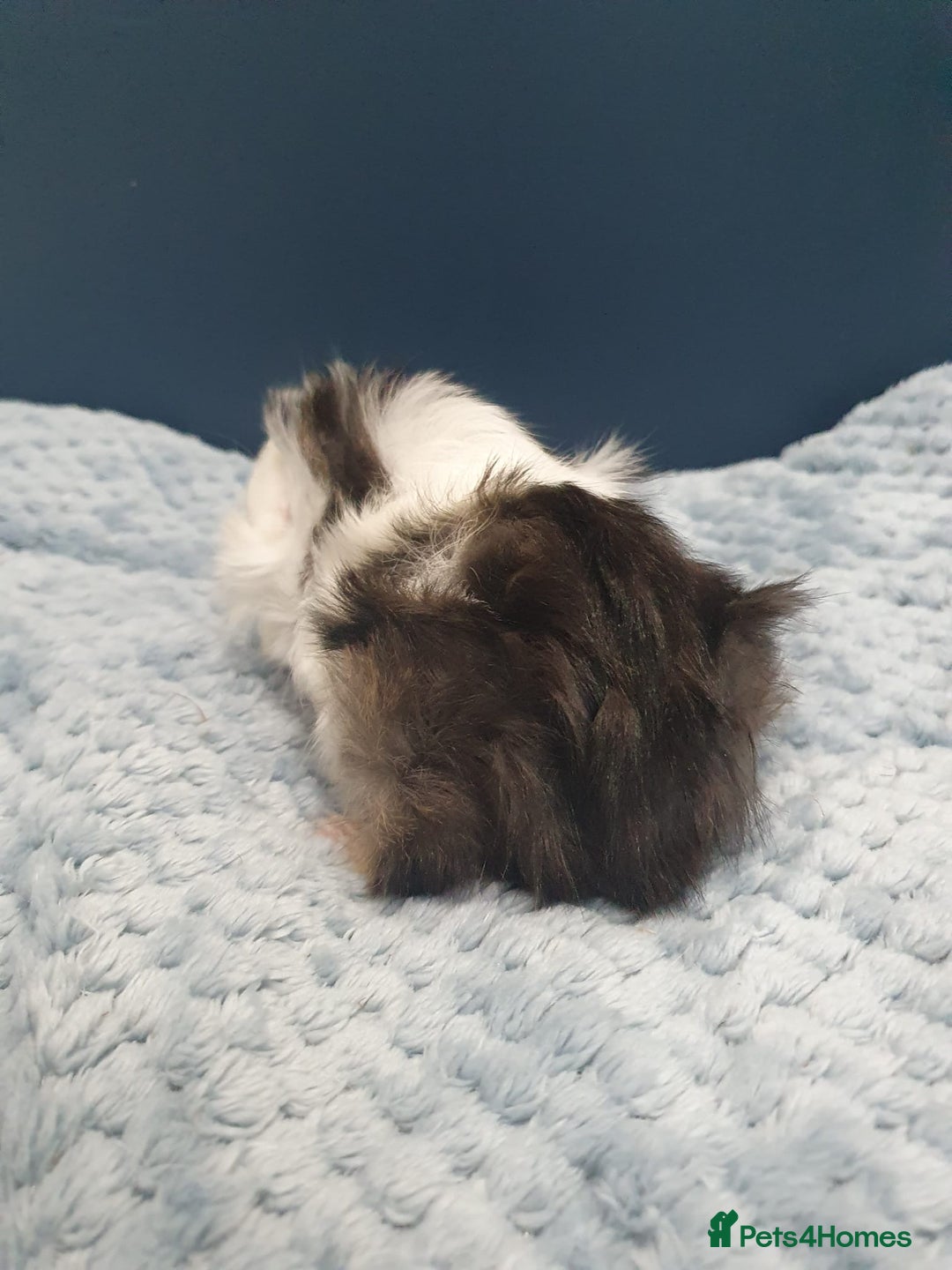 Guinea Pig rodents for sale: Absolutely Stunning Baby Boars  - Image 8
