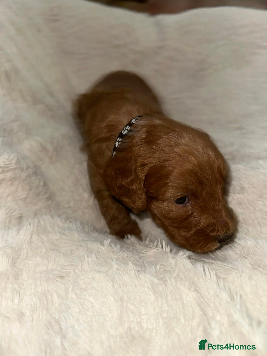 Cockapoo dogs for sale: Gorgeous F1b cockapoo puppies  - Advert 20