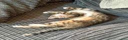 Mixed Breed cats for sale: 🐾LAST KITTEN AVAILABLE🐾 in Ashford - Advert 5