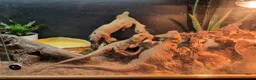 Bearded Dragon reptiles for sale: Female bearded dragon  in Hailsham - Advert 4