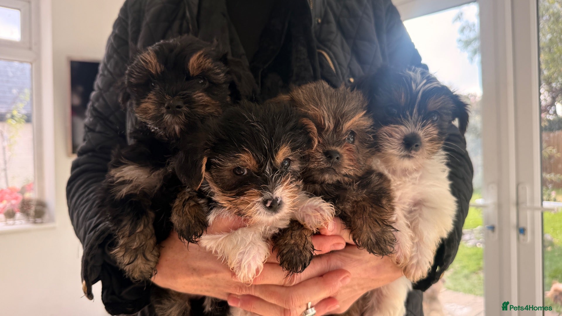 Yorkshire Terrier dogs READY NEXT WEEK- Yorkshire Terrier (rare colours) - Advert 10