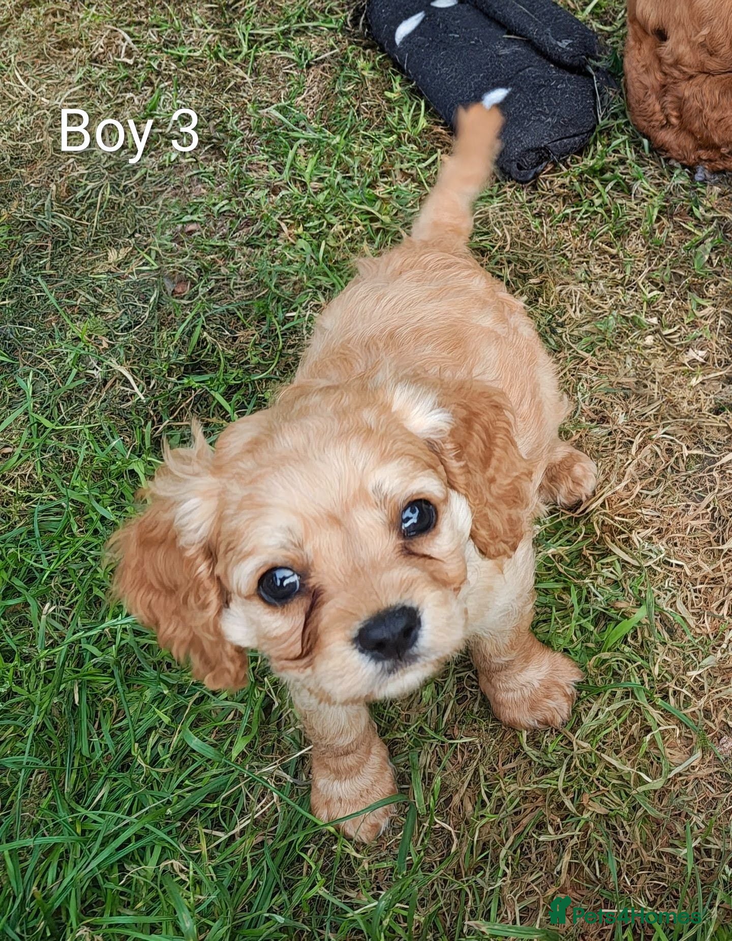 Cavapoo dogs F2 Cavapoo puppies ready now! 3 boys and 1 girl - Advert 1