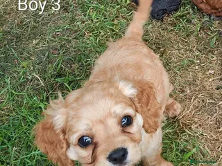 Cavapoo dogs F2 Cavapoo puppies ready now! 3 boys and 1 girl - Advert 1