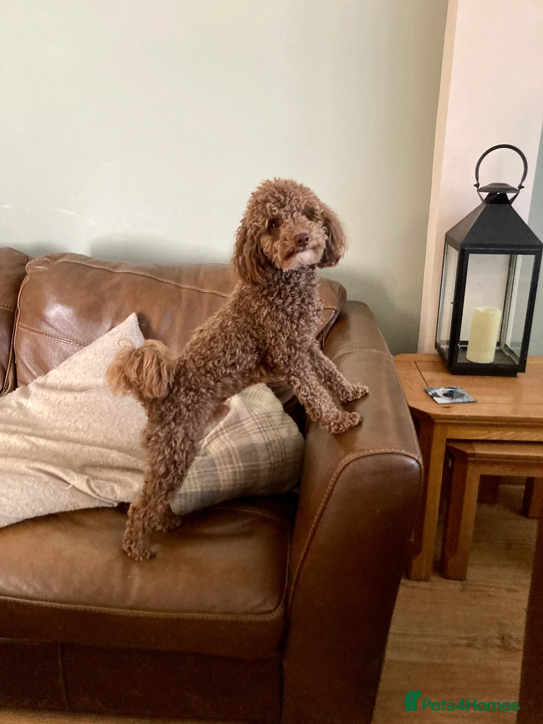 Toy Poodle dogs for stud: Health tested KC chocolate toy poodle stud in Stevenage - Advert 8
