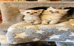 Persian cats for sale: Persian kitten ready to go - Image 16