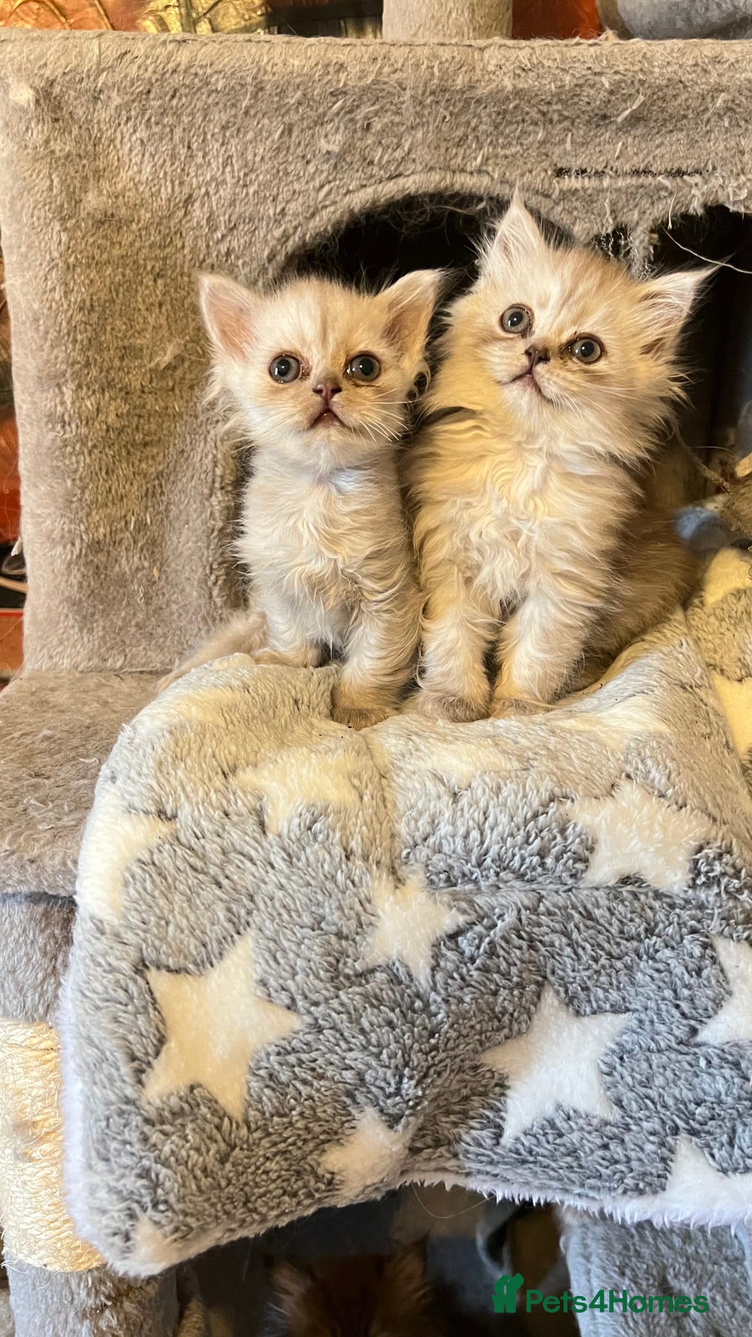 Persian cats for sale: Persian kitten ready to go - Image 16