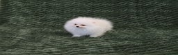 Pomeranian dogs for sale: Gorgeous Teddy bear Pomeranian puppies  - Advert 4