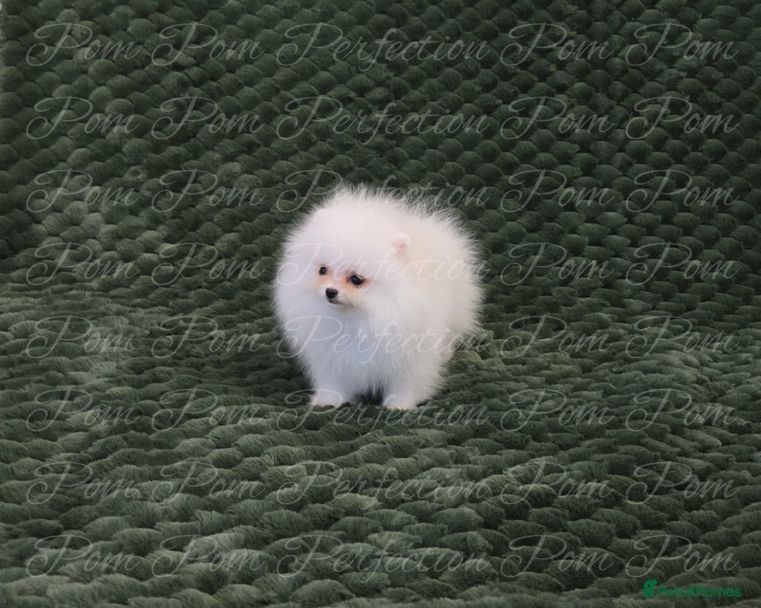Pomeranian dogs for sale: Gorgeous Teddy bear Pomeranian puppies  - Image 5