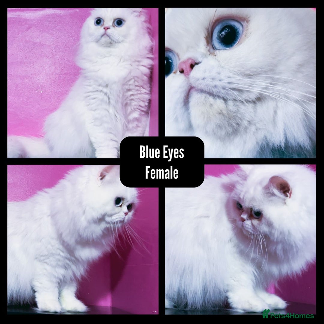 Persian cats for sale: Stunning Persians 2 CFA reg + 3 others - Advert 10