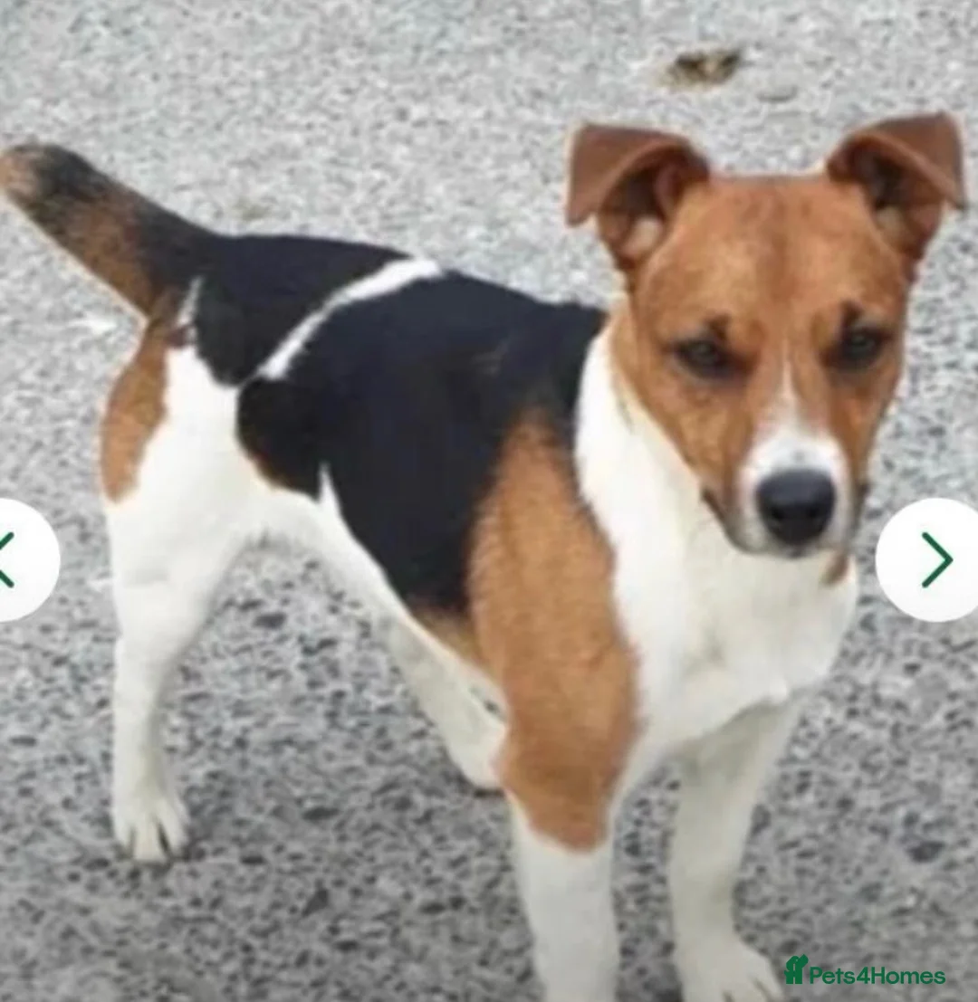 Jack Russell dogs for sale: Gorgeous little boy pup in Carmarthen - Advert 2