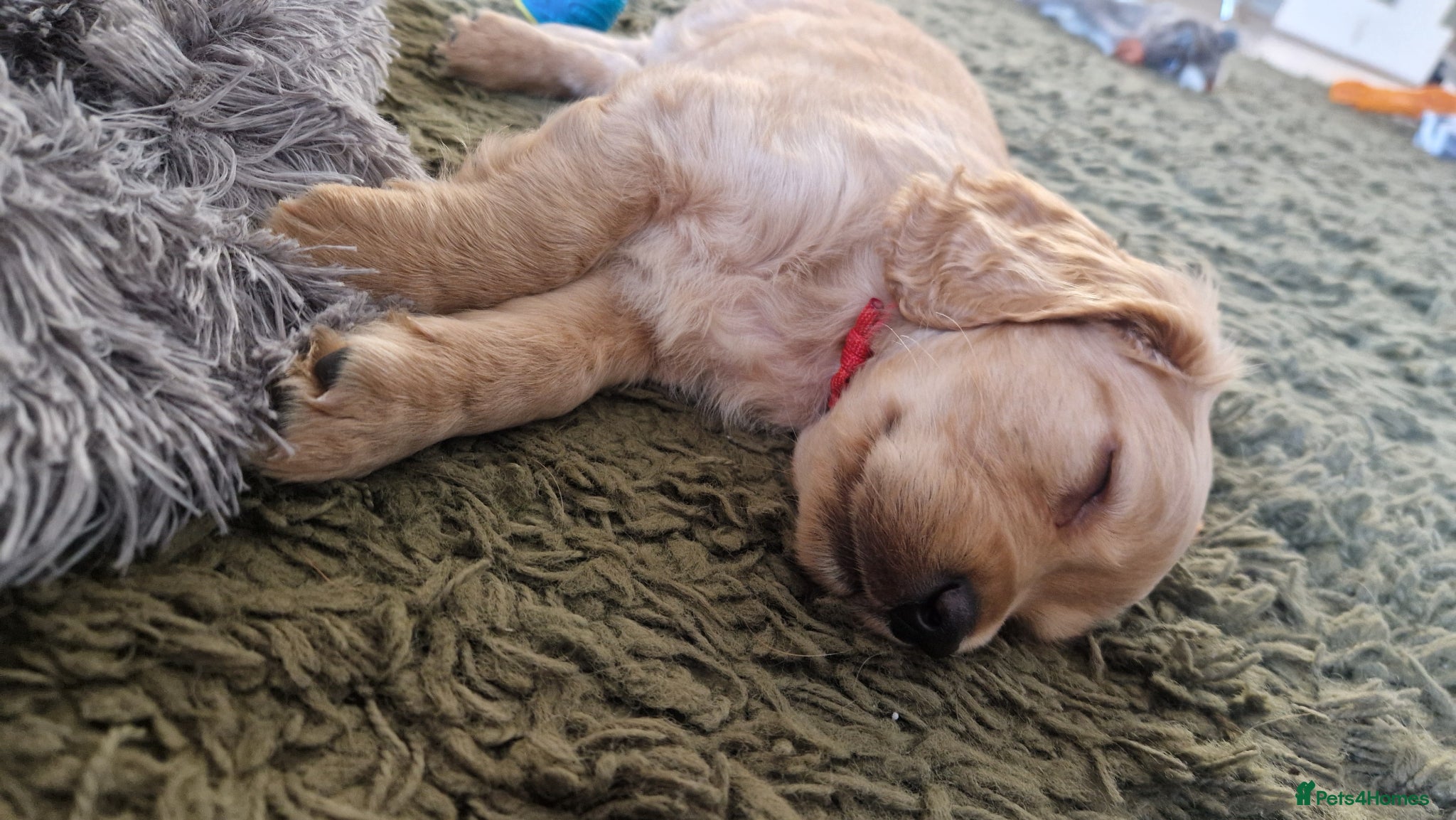 Cockapoo dogs for sale: Last beautiful boy left Gorgeous Golden Cockerpoo - Advert 9
