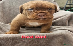 Dogue De Bordeaux dogs for sale: Dogue de bordeaux pups  - Image 9
