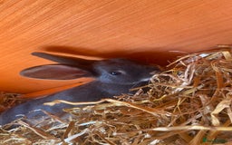 Rex rabbits for sale: Rex doe - Image 1