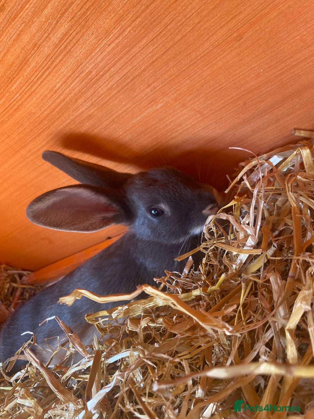 Rex rabbits for sale: Rex doe - Image 1