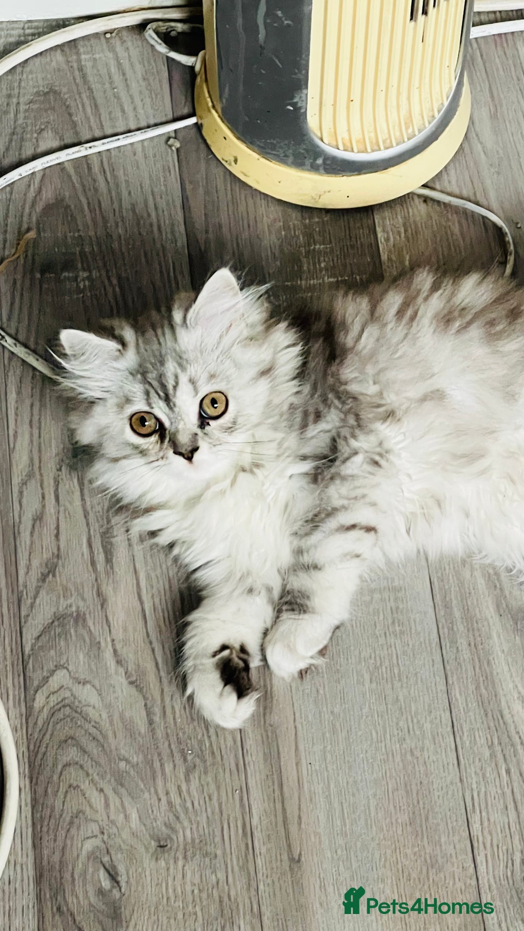 Persian cats for sale: Persian chinchilla kittens  - Image 18