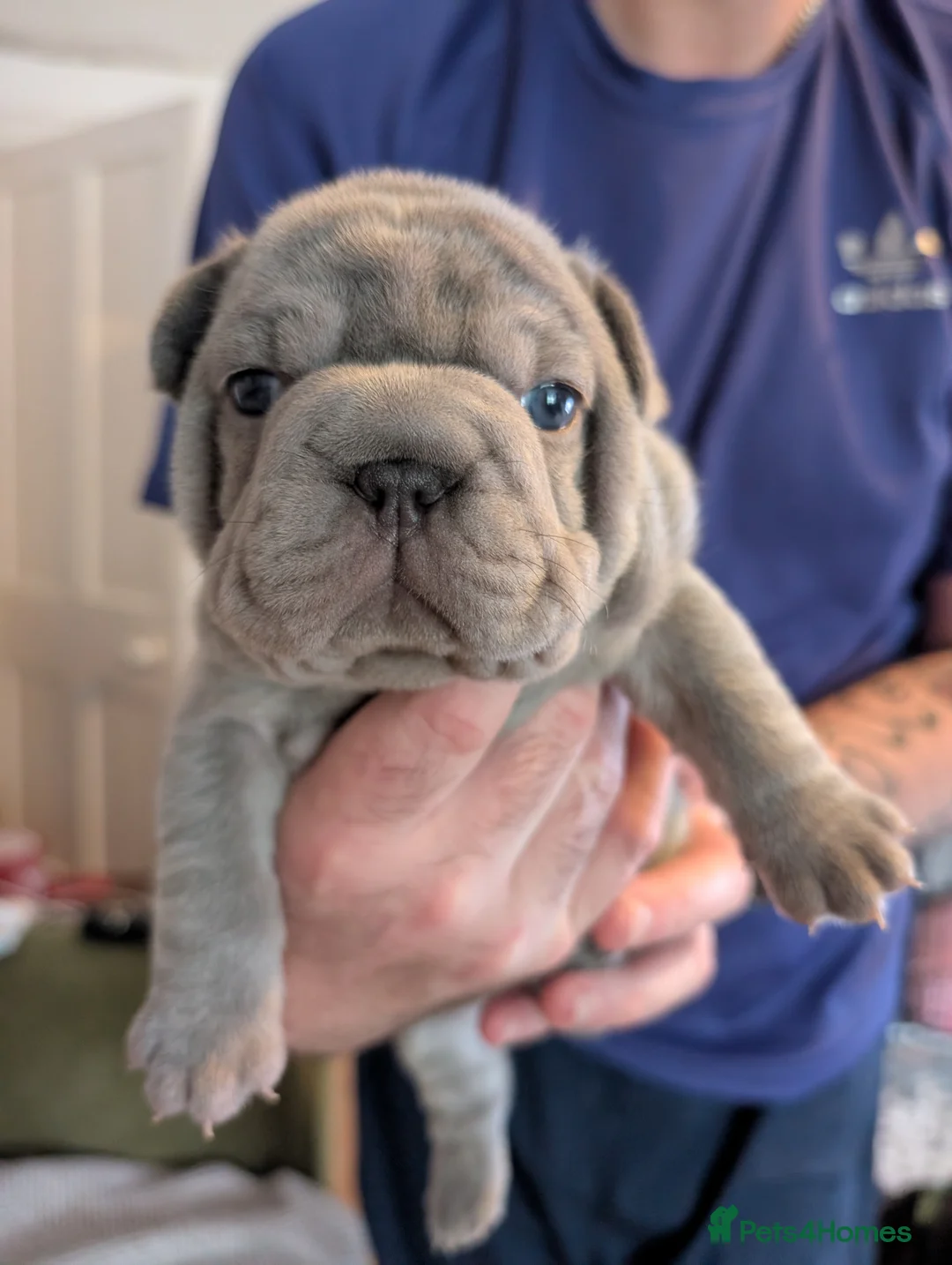 French Bulldog dogs for sale: French Bulldog  - Advert 15