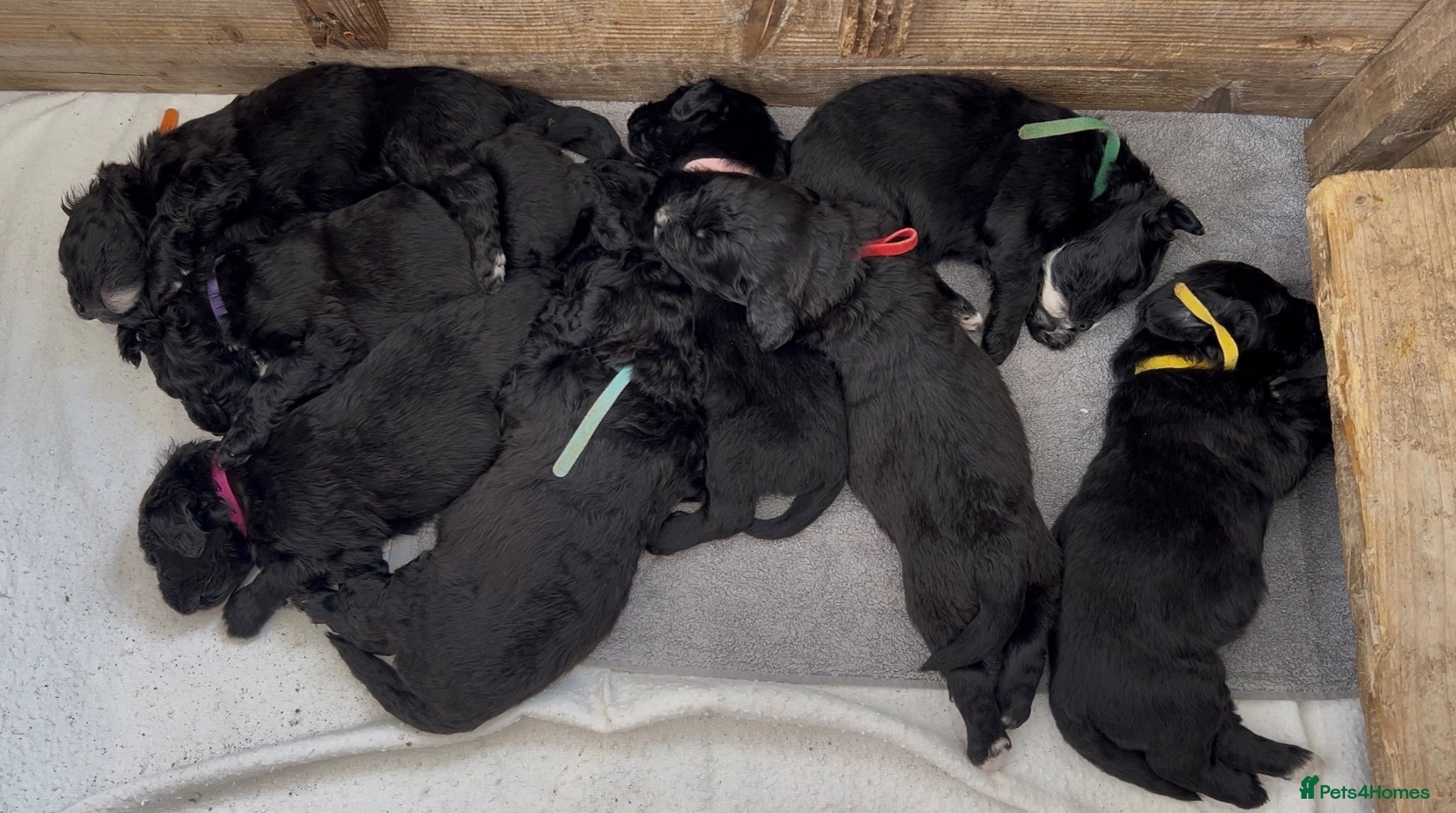 Mixed Breed dogs 🐾 Bernedoodle Puppies 🐾 - Advert 4