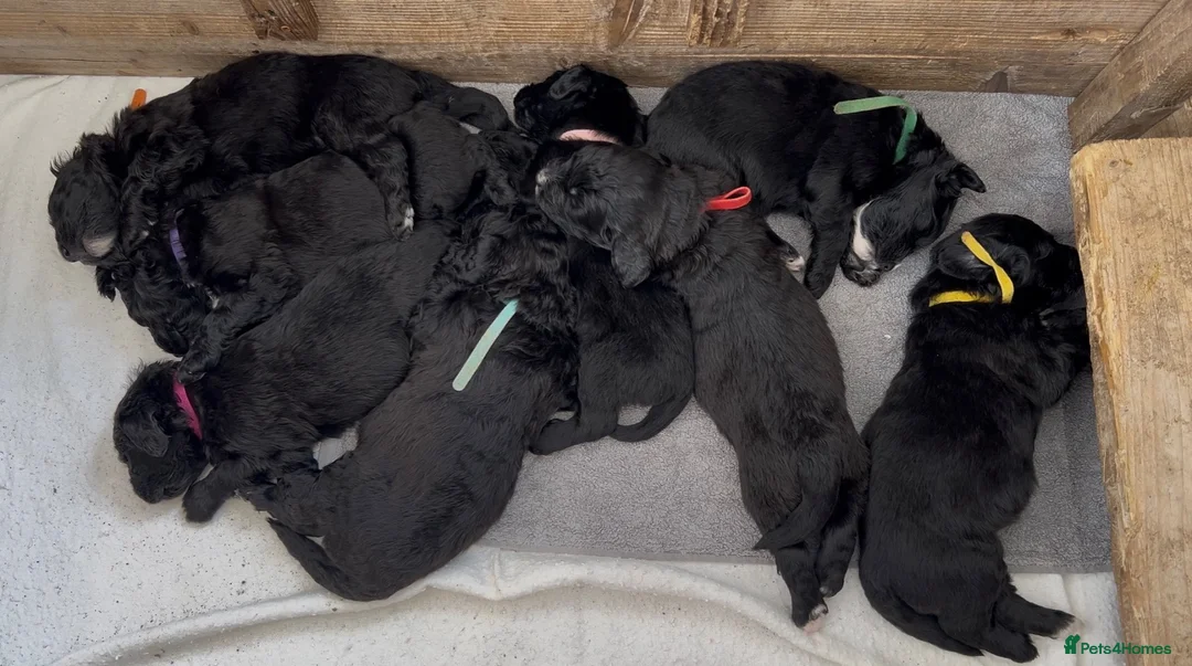 Mixed Breed dogs for sale: 🐾 Bernedoodle Puppies 🐾 - Advert 1