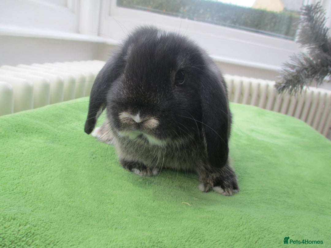 Mini Lop rabbits for sale: Baby Mini Lops - Advert 3