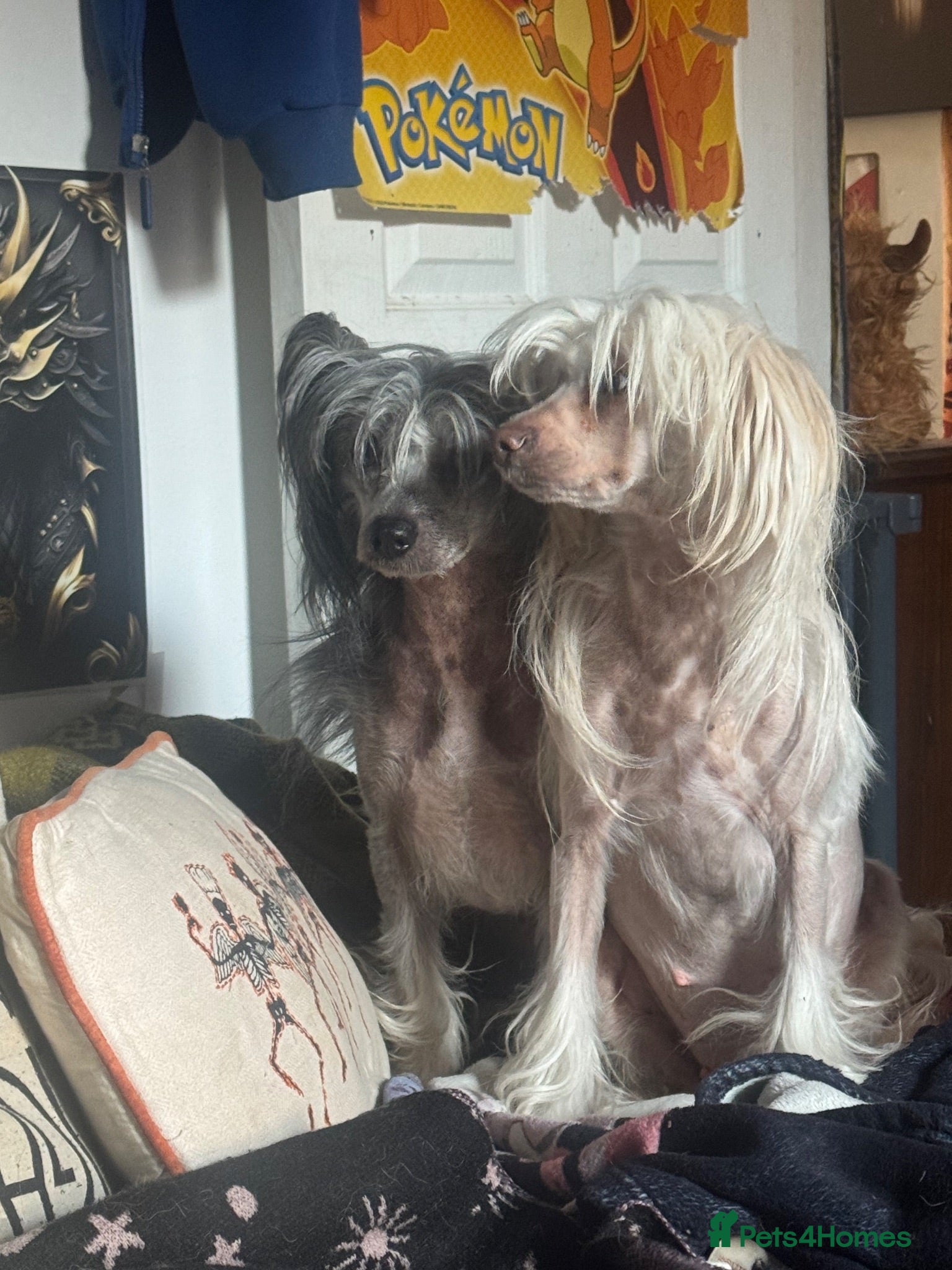 Chinese Crested dogs chinese crested for sale  - Advert 5