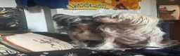 Chinese Crested dogs for sale: chinese crested for sale  - Advert 1