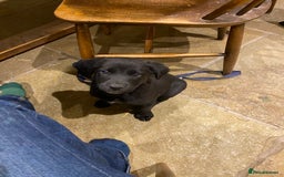 Borador dogs for sale: Perfect Collie x Lab Puppies! Perfect Family Pets - Image 15