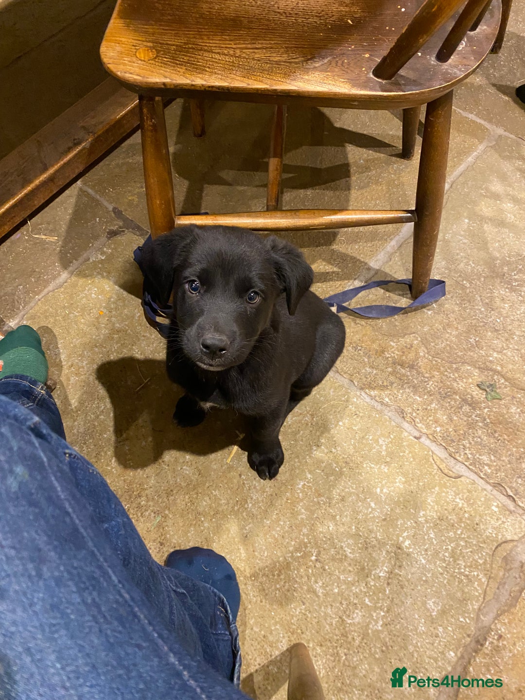 Borador dogs for sale: Perfect Collie x Lab Puppies! Perfect Family Pets - Image 15