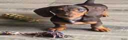 Miniature Dachshund dogs for sale: Stunning miniature dachshund puppies - Advert 3