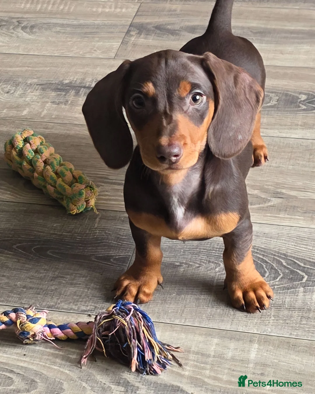 Miniature Dachshund dogs for sale: Stunning miniature dachshund puppies - Advert 1