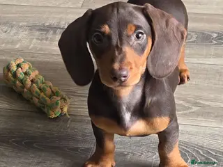 Miniature Dachshund dogs Stunning miniature dachshund puppies - Advert 5