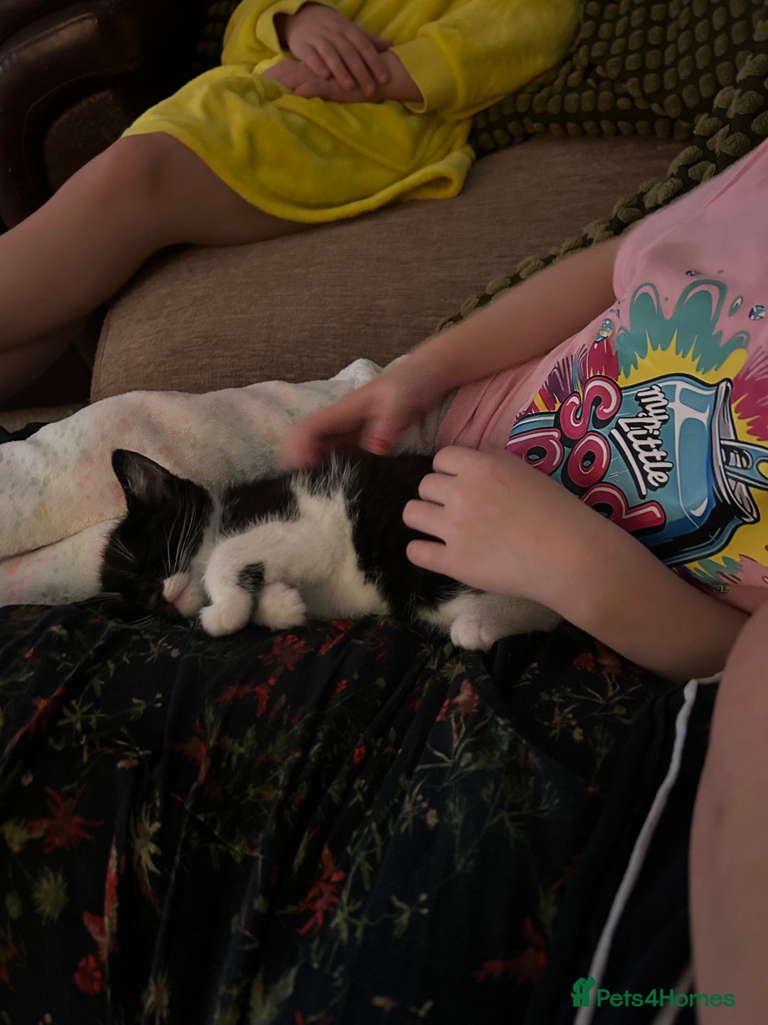 Mixed Breed cats for sale: Bonded Pair of Male Kittens - Must Go Together - Advert 12