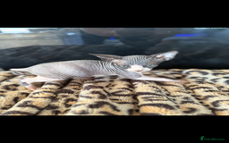 Sphynx cats for sale: canadian sphynx for sale  - Advert 12