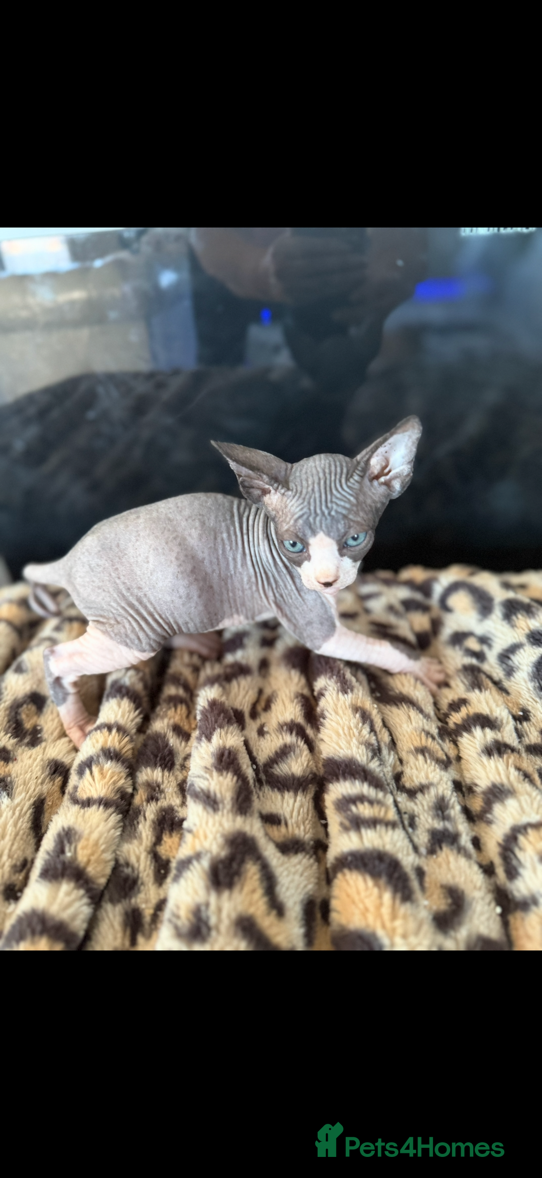 Sphynx cats for sale: canadian sphynx for sale  - Advert 12