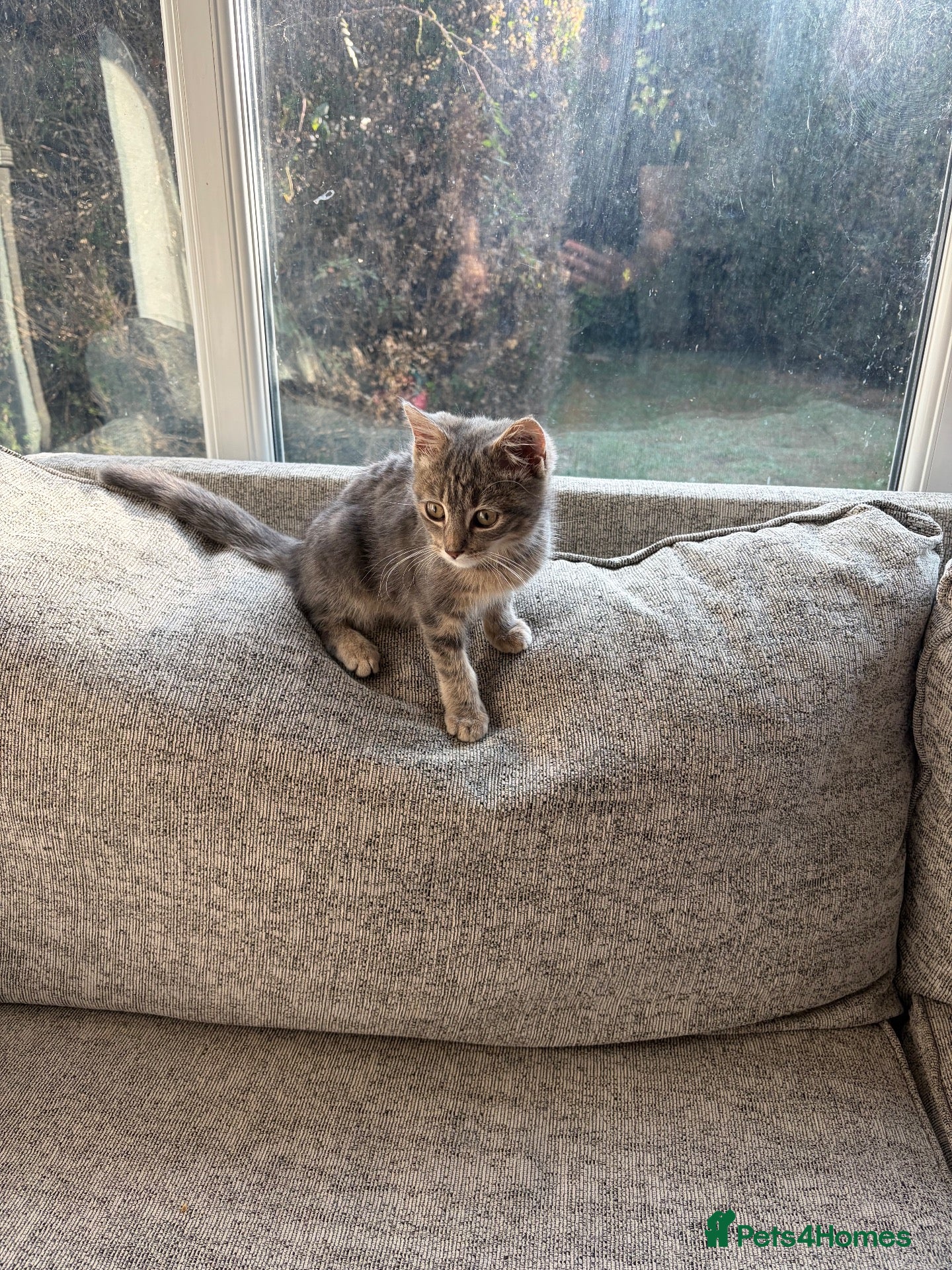 American Shorthair cats Playful Female Kitten Ready For New Home - Advert 1
