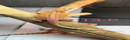 Bearded Dragon reptiles for sale: Baby Bearded Dragons available  - Advert 15